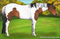 Horse Color:Bay Tobiano 