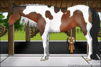 Horse Color:Gray Bay Tobiano 