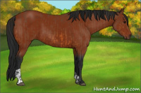 Horse Color:Bay  and Gray Bay 