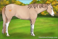 Horse Color:Gold Champagne Splash 
