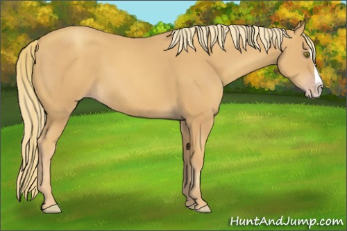 Horse Color:Gold Champagne Splash 