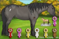Horse Color:Grullo 