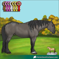 Horse Color:Grullo