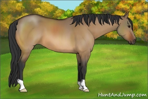 Horse Color:Brown Dun 