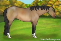Horse Color:Brown Dun