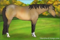 Horse Color:Buckskin 