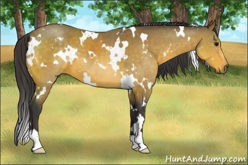 Horse Color:White Spotted Buckskin 