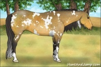 Horse Color:White Spotted Buckskin