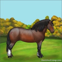 Horse Color:Bay Roan Tobiano