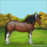 Horse Color:Bay Roan Tobiano