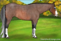Horse Color:Bay Roan Splash Frame 
