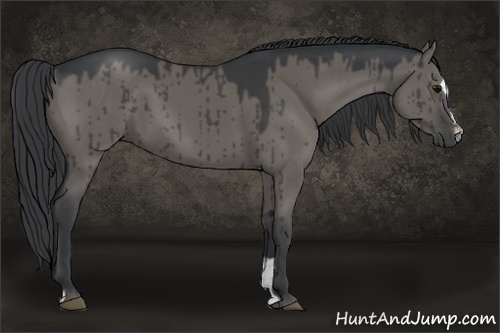 Horse Color:Grullo Sabino
