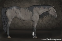 Horse Color:Grullo Sabino 