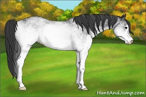 Horse Color:White Spotted Black