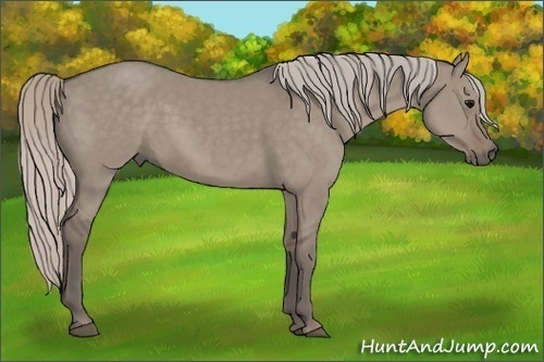 Horse Color:Silver Grullo 