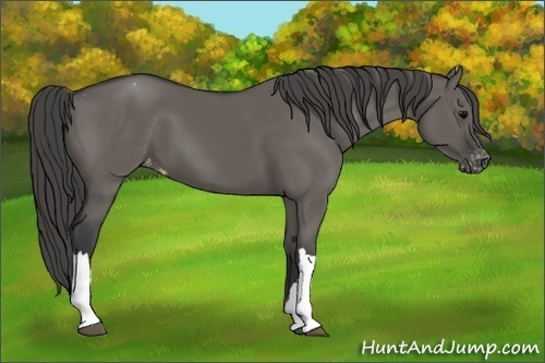 Horse Color:Grullo Appaloosa