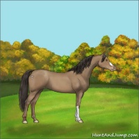 Horse Color:Classic Champagne Appaloosa