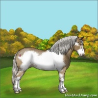 Horse Color:Silver Smoky Black Sabino Frame Rabicano 