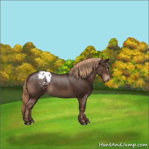 Horse Color:Liver Chestnut Appaloosa 