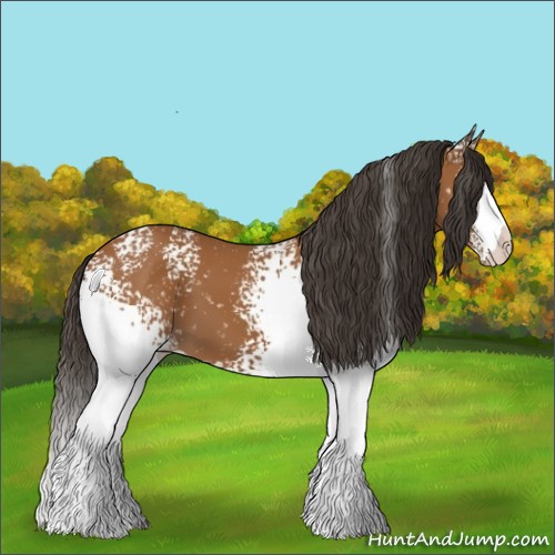 Horse Color:White Spotted Bay Appaloosa 