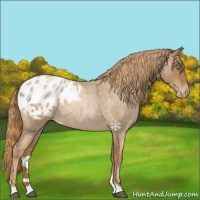 Horse Color:Liver Red Roan Pearl Appaloosa 