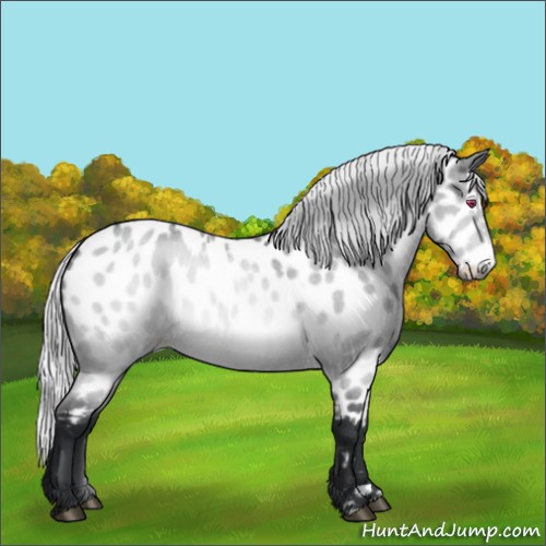 Horse Color:Silver Brown Chinchilla Roan Dun Frame Appaloosa Rabicano 
