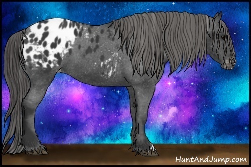 Horse Color:Black Appaloosa