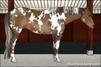 Horse Color:White Spotted Liver Chestnut 