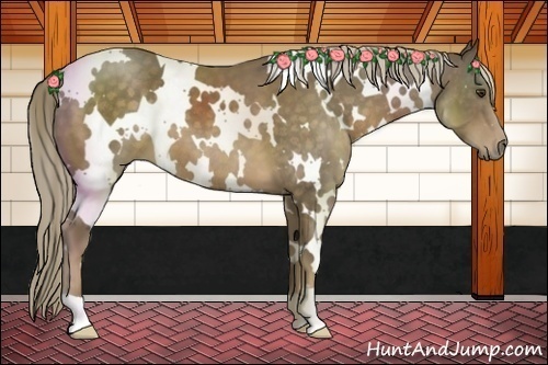 Horse Color:White Spotted Chocolate Palomino