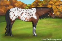 Horse Color:Bay Appaloosa 