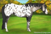 Horse Color:Blue Onyx Appaloosa