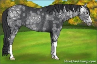 Horse Color:Black Ice Rabicano
