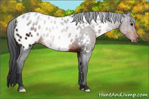 Horse Color:Brown Appaloosa 