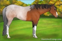Horse Color:Brown Appaloosa 