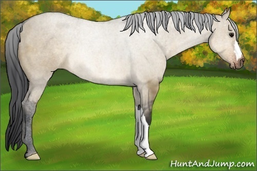 Horse Color:Brown Dun 