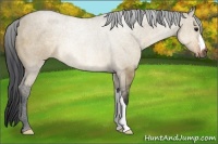 Horse Color:Brown Dun 