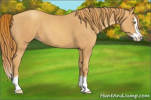 Horse Color:Gold Champagne Splash