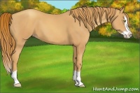 Horse Color:Gold Champagne Splash
