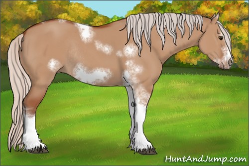 Horse Color:Silver Bay Dun Sabino Tobiano Frame Rabicano 