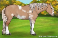 Horse Color:Silver Bay Dun Sabino Tobiano Frame Rabicano