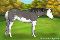 Horse Color:Grullo Sabino Splash 