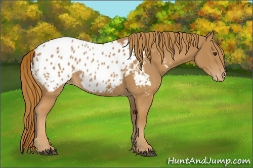Horse Color:Chestnut Appaloosa 