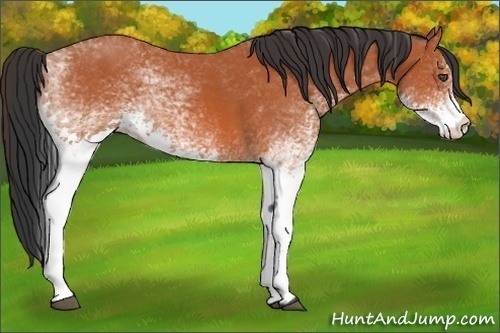 Horse Color:White Spotted Bay 