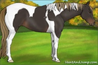 Horse Color:Liver Chestnut Tobiano 