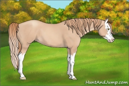 Horse Color:Gold Champagne Splash 