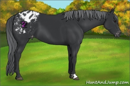 Horse Color:Black Chinchilla Appaloosa 