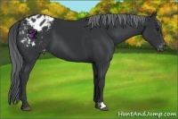 Horse Color:Black Chinchilla Appaloosa