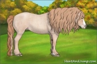 Horse Color:Gold Champagne Roan Splash