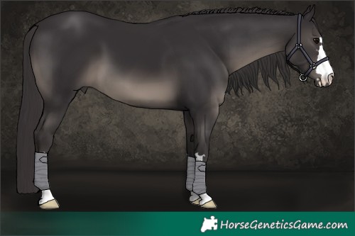 Horse Color:Smoky Black 
