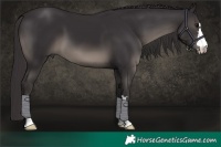Horse Color:Smoky Black 